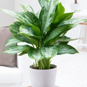 Aglaonema ernesto hybrid