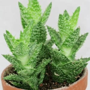 Aloe juvenna
