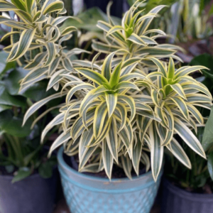 Dracaena reflexa