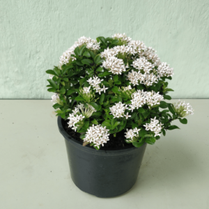 Ixora chinensis 'White'