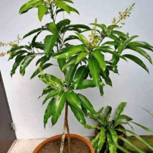 Mango Plant