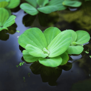 Pistia stratiotes