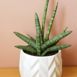 Sansevieria boncel