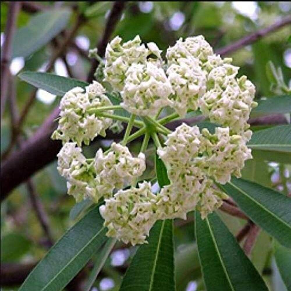 Alstonia Scholaris - Image 2