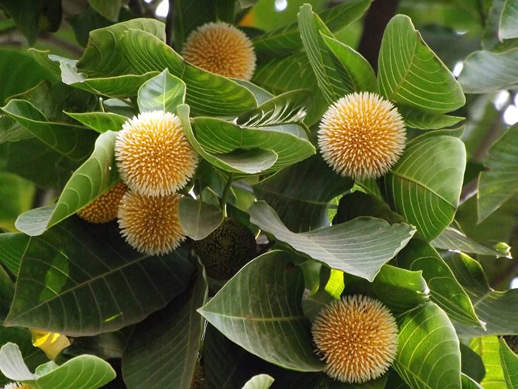 Anthocephalus Cadamba - Image 2