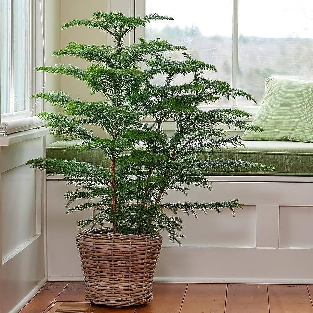 Araucaria Cookii - Image 3