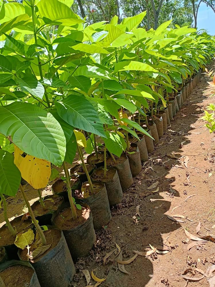 Anthocephalus Cadamba - Image 4