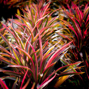 Cordyline fruticosa 'Fairchild Red'