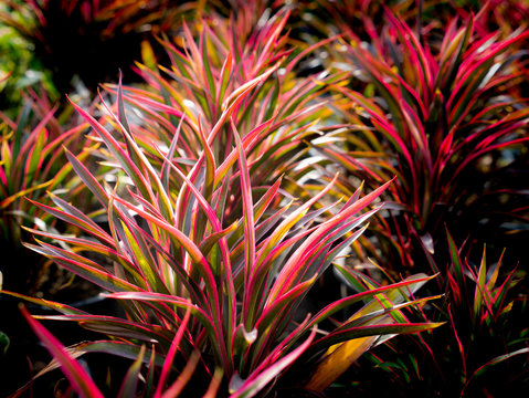 Cordyline fruticosa 'Fairchild Red'