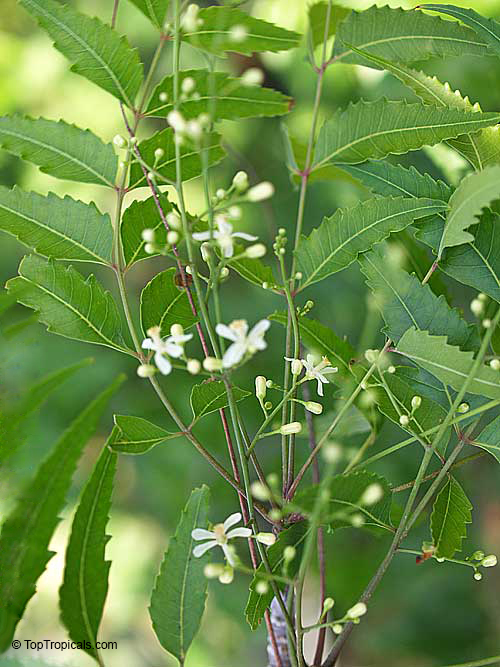 Azadirachta Indica - Image 3
