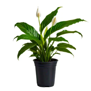 Spathiphyllum wallisii