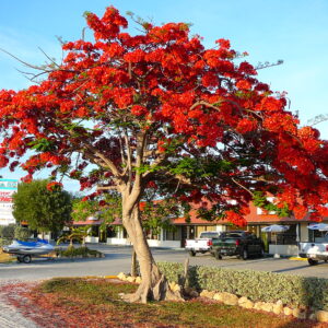 Delonix regia
