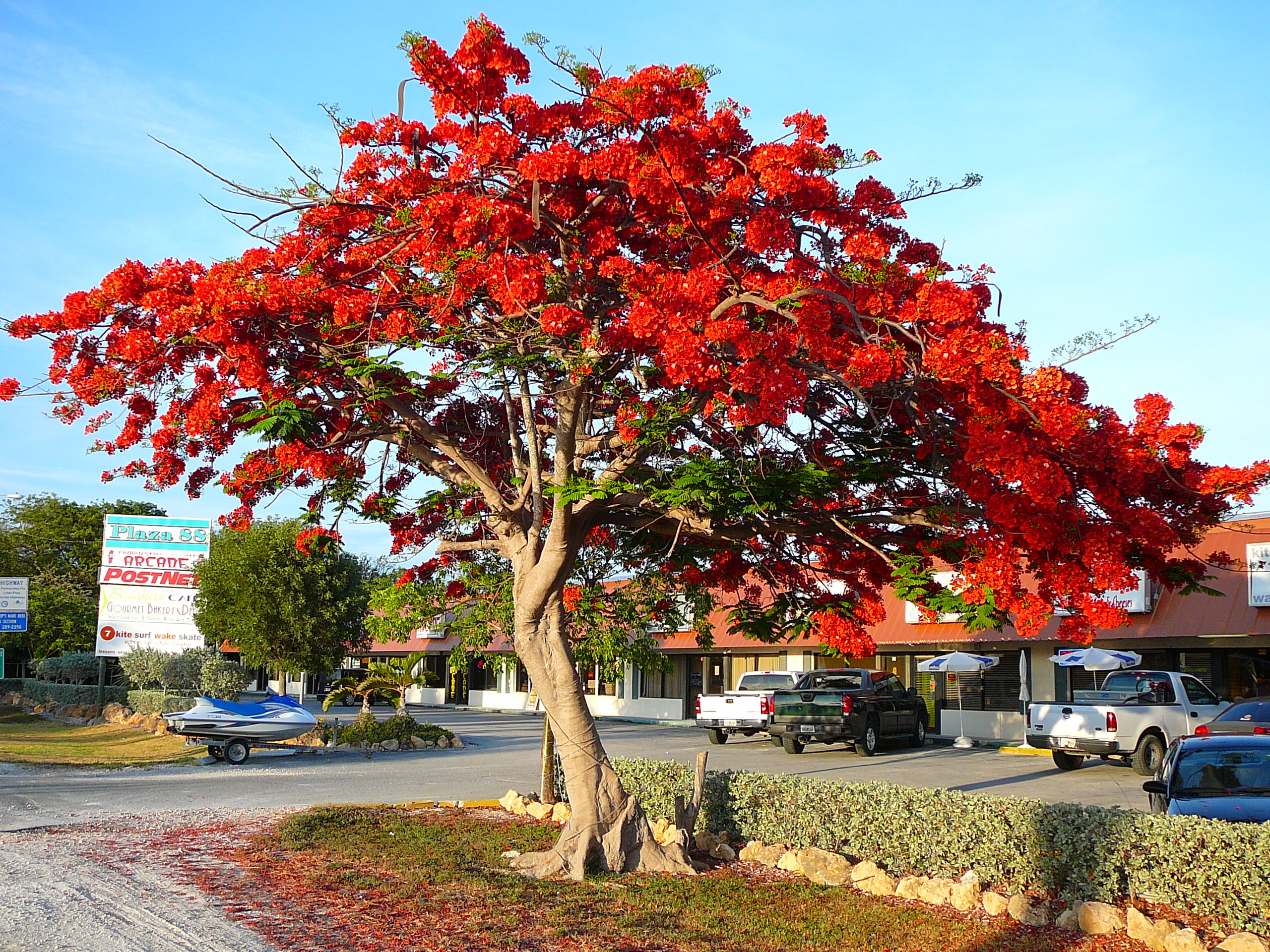 Delonix regia