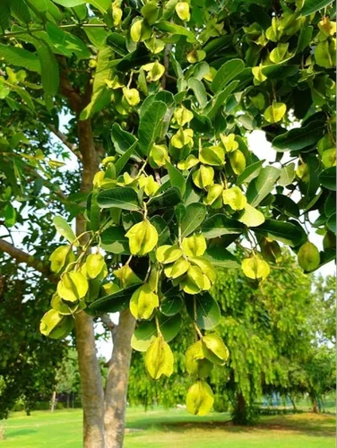 Terminalia Arjuna - Image 2