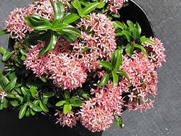 Ixora chinensis 'Pink' - Image 2