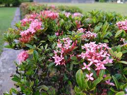 Ixora chinensis 'Pink' - Image 3