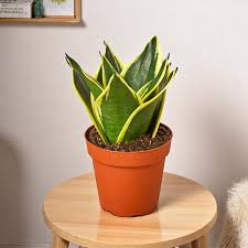 Sansevieria trifasciata