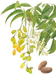 Azadirachta Indica - Image 2