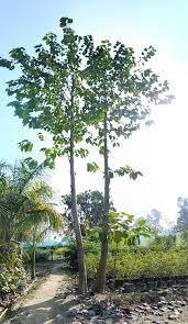 Anthocephalus Cadamba