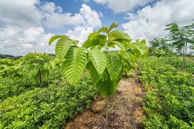 Anthocephalus Cadamba - Image 3