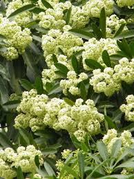 Alstonia Scholaris - Image 4