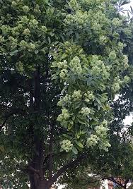 Alstonia Scholaris - Image 3