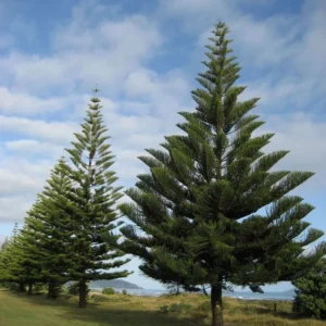 Araucaria Cookii