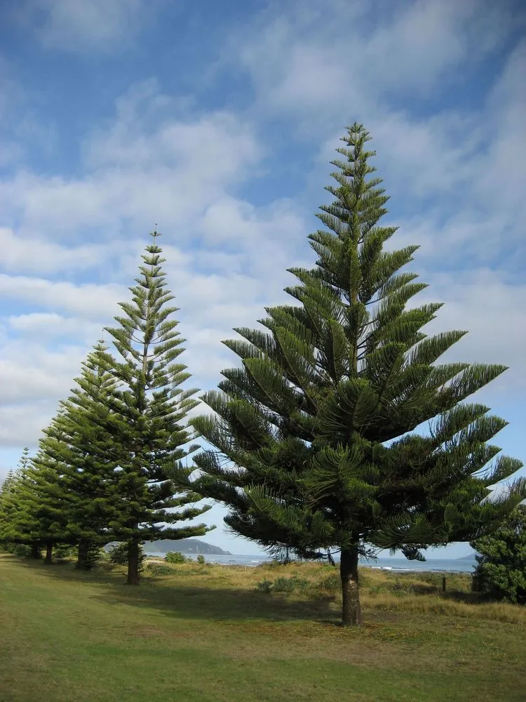 Araucaria Cookii