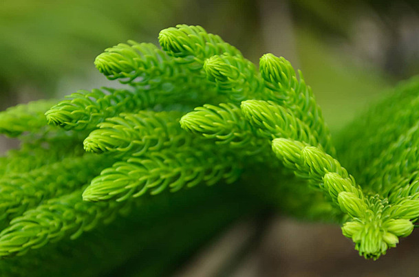 Araucaria Cookii - Image 2