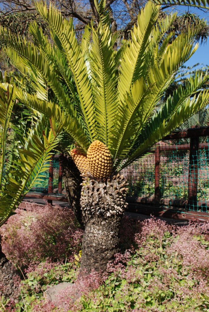 Cycas circinalis in India