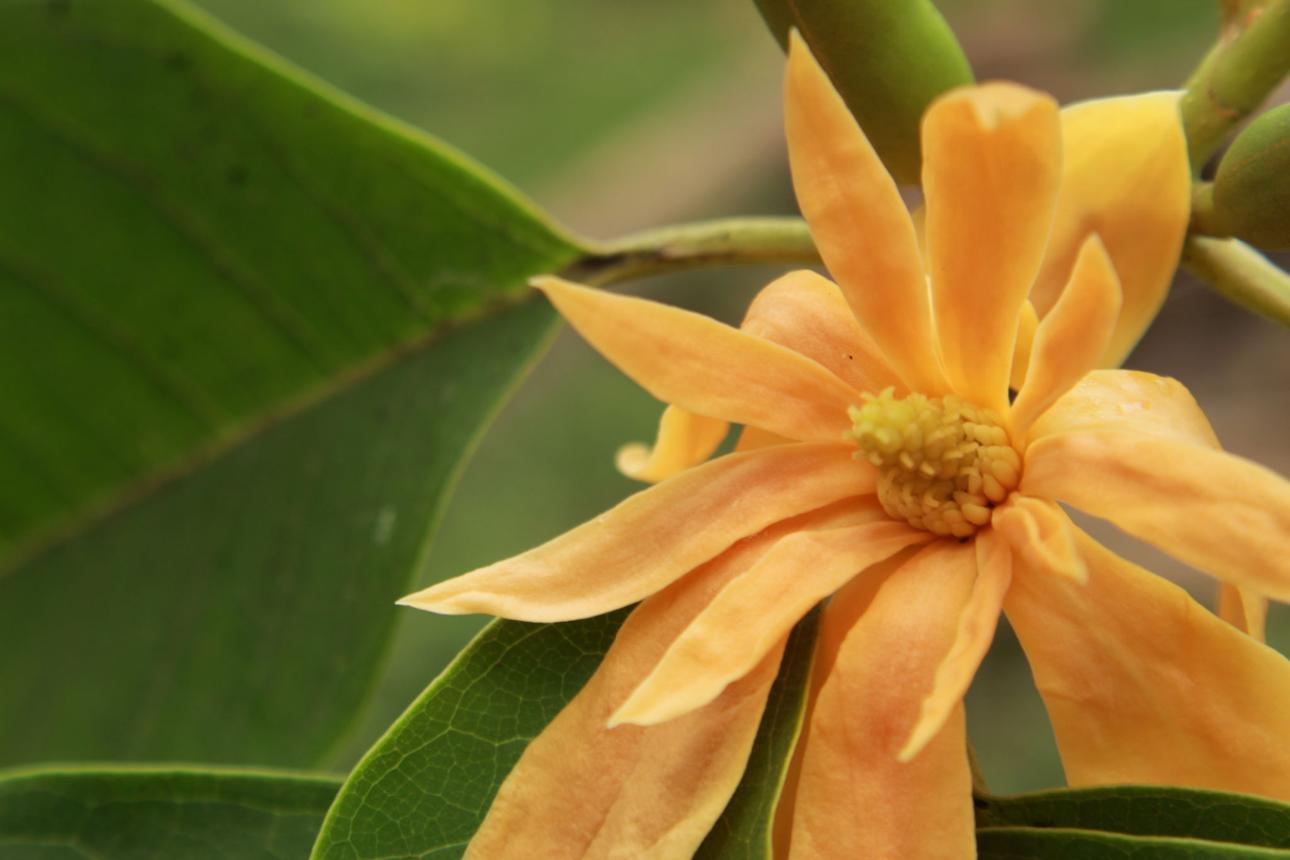 Kanak Champa tree in India