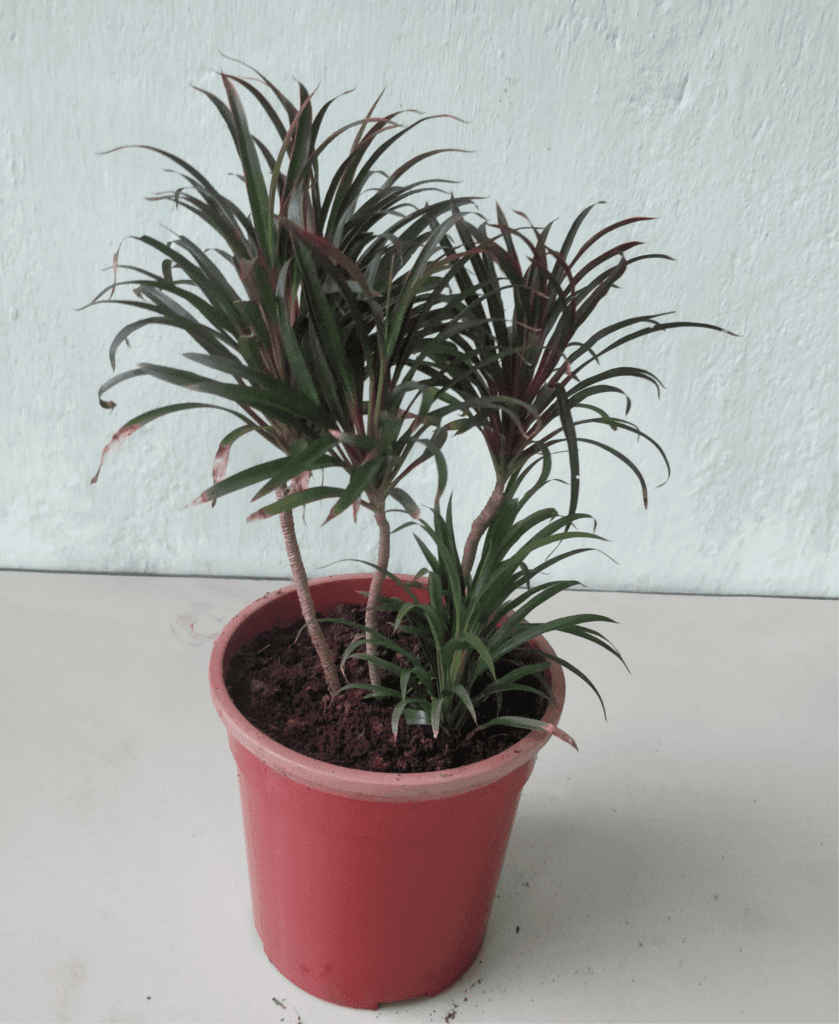 Cordyline fruticosa (Fairchild Red)