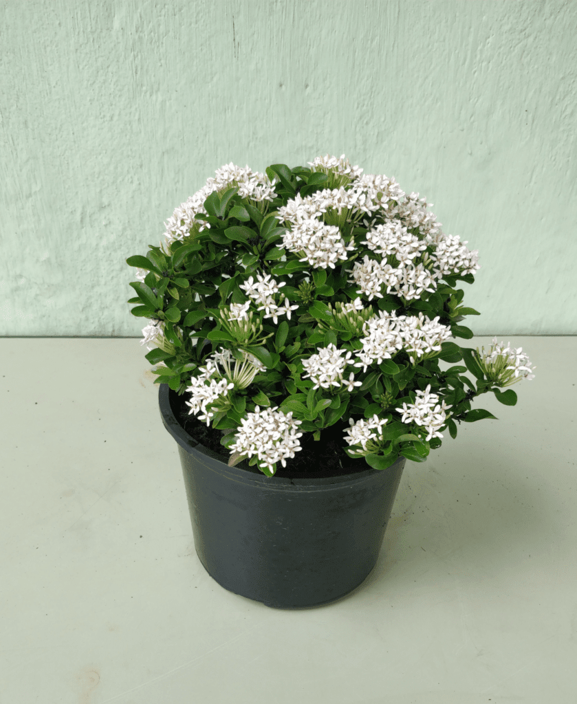 Ixora chinensis 'White'