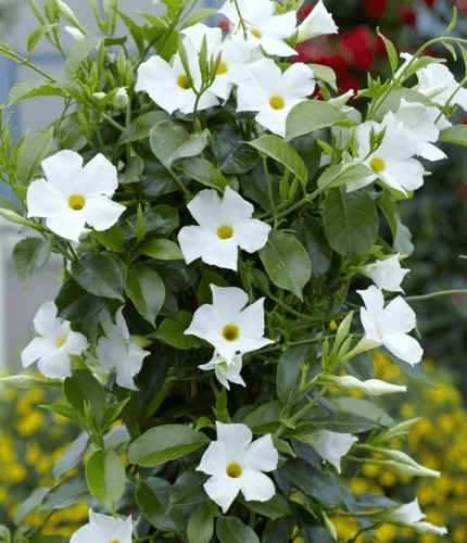 Mandevilla white